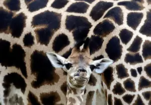 Czech Prints: A newly born baby Rothschilds giraffe is seen inside its enclosure in Liberec