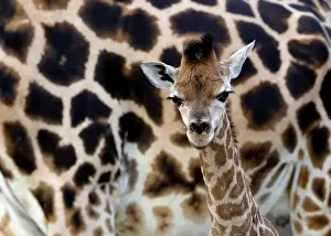 Czech Prints: A newly born baby Rothschilds giraffe is seen inside its enclosure in Liberec