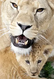 Czech Prints: A newly born Barbary lion cub sits near its mother Khalila inside their enclosure at Dvur