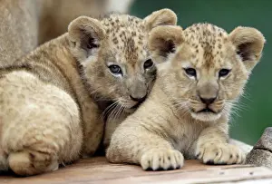 Trending: Newly born Barbary lion cubs rest inside their enclosure at Dvur Kralove Zoo