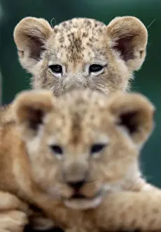 Czech Prints: Newly born Barbary lion cubs rest inside their enclosure at Dvur Kralove Zoo