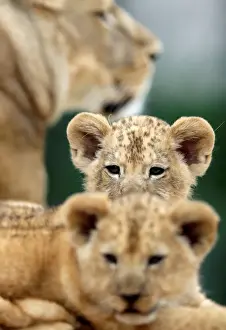 Czech Prints: Newly born Barbary lion cubs sit near their mother Khalila inside their enclosure at Dvur