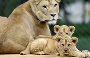 Newly born Barbary lion cubs sit near their mother Khalila inside their enclosure at Dvur