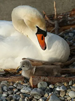 A newly born cygnet falls in front of its pen, by the female swan