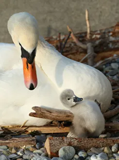 Swiss Prints: A newly born cygnet falls in front of its pen, by the female swan
