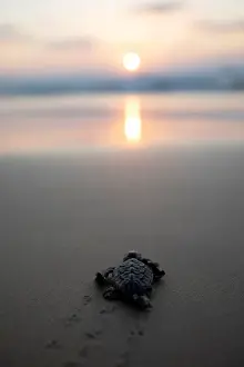 Animal Prints: A newly-hatched baby sea turtle makes its way into the Mediterranean Sea for the first time
