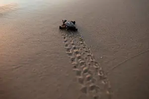 A newly-hatched baby sea turtle makes its way into the Mediterranean Sea for the first time