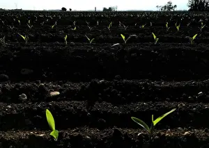 Agriculture Prints: Newly planted wheat grows in a field on the outskirts of Flaibano Village