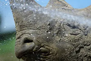 Nkosi, a critically endangered Eastern Black Rhino is hosed down by its keeper at Folly