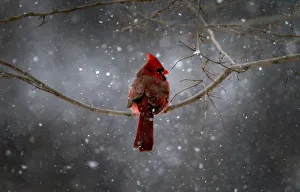 northern cardinal sits tree branch falling snow Trending Item 3