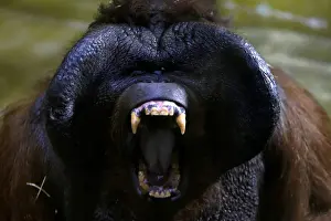 Nunak, Bornean orangutan, yawns in the enclosure at Usti nad Labem Zoo, Usti nad Labem