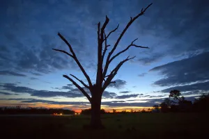 An oak tree that has lost all its leaves and most of its branches from a tornado is An oak tree that has lost all its leaves and most of its branches from a tornado is