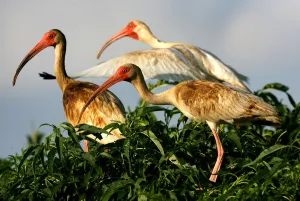 Three oil-coated white ibis sit in marsh grass on a small island in Bay Barataria near Grand Isle Three oil-coated white ibis sit in marsh grass on a small island in Bay Barataria near Grand Isle