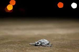 An Olive Ridley turtle hatchling crawls towards the ocean at a beach in Same