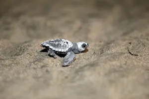 An Olive Ridley turtle hatchling crawls towards the ocean at a beach in Same