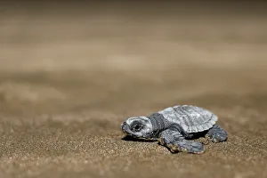 Ecuador Prints: An Olive Ridley turtle hatchling crawls towards the ocean at a beach in Same