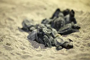Ecuador Prints: Olive Ridley turtle hatchlings are seen at a beach in Same