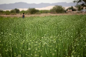 Prints of An onion plantation is seen in Samalayuca, on the outskirts of Ciudad Juarez, Mexico April 26, 2018. Picture taken April 26, 2018. REUTERS/Jose Luis Gonzalez Global Prints: An onion plantation is seen in Samalayuca