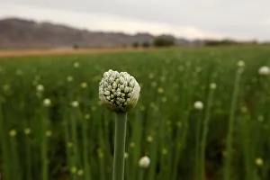 Agriculture Prints: An onion plantation is seen in Samalayuca