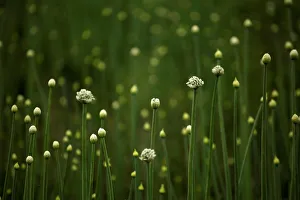 Agriculture Prints: An onion plantation is seen in Samalayuca