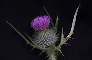 The onopordum acanthium or Scottish thistle is seen growing in Finsbury Park in London