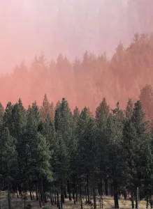 Wildfire Prints: Orange fire retardant is dumped from firefighting tanker plane onto trees near homes