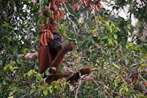 An orangutan hangs on a tree at a pre-release island used by Borneo Orangutan Survival Foundation