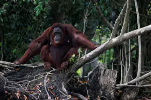 Indonesia Prints: An orangutan is pictured at a pre-release island used by Borneo Orangutan Survival