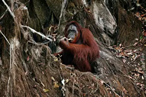 An orangutan is pictured at a pre-release island used by Borneo Orangutan Survival Foundation