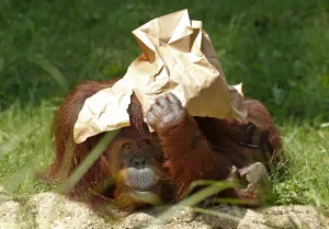 Animal Prints: An orangutan shields itself from the sun at the National Zoo in Washington