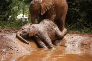 Kenya Prints: An orphaned baby elephant basks in a mud puddle at the David Sheldrick Elephant Orphanage