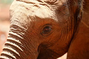 An orphaned baby elephant is seen after being bottle-fed