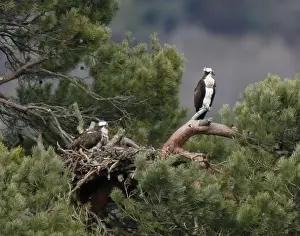 Trending: Ospreys perch on branches in their breeding ground at Loch of Lowes in Perth