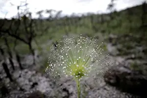 Prints of Paepalanthus SP plants, popularly known as shower heads, grow in the Chapada dos Veadeiros National Park in Alto Paraiso, Brazil March 17, 2018. Picture taken March 17, 2018. REUTERS/Ueslei Marcelino Brazil Prints: Paepalanthus SP plants, popularly known as shower heads