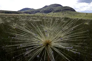 Prints of Paepalanthus SP plants, popularly known as shower heads, grow in the Chapada dos Veadeiros National Park in Alto Paraiso, Brazil March 16, 2018. Picture taken March 16, 2018. REUTERS/Ueslei Marcelino Brazil Prints: Paepalanthus SP plants, popularly known as shower heads