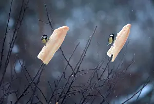 : A pair of Great Tits feed on bread hung onto branches after snowfall in Reinosa