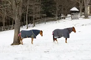 Weather Prints: A pair of horses takes a break from grazing over snow covered pasture in Great Falls