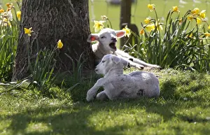 United Kingdom Prints: A pair of lambs sit in the shade of a tree among daffodils at the Hall Farm in Stratford