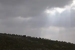 Prints of A Palestinian Bedouin woman herds livestock near al-Khan al-Ahmar village near the West Bank city of Jericho March 2, 2017. REUTERS/Ammar Awad TPX IMAGES OF THE DAY Israel Prints: A Palestinian Bedouin woman herds livestock near al-Khan al-Ahmar village near the West