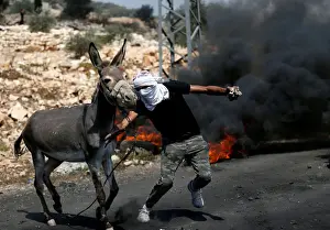 A Palestinian protester tries to push a donkey away from the the scene of clashes with