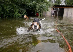 Panicked dogs that were left caged by an owner who fled rising flood waters in the Panicked dogs that were left caged by an owner who fled rising flood waters in the
