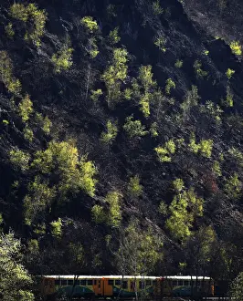 A passenger train travels past a growth of trees near the Czech capital Prague