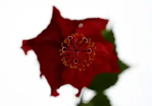 A passiflora is seen at Sierra de La Macarena National Park in Meta