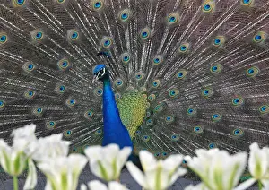 A peacock displays his plumage as part of a courtship ritual to attract a mate