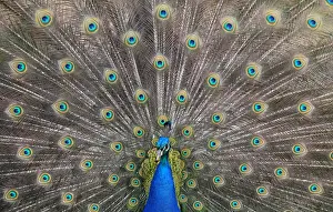 Nature Prints: A peacock displays his plumage as part of a courtship ritual to attract a mate