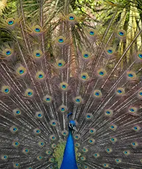 A peacock displays his plumage as part of a courtship ritual to attract a mate