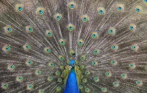 A peacock displays his plumage as part of a courtship ritual to attract a mate