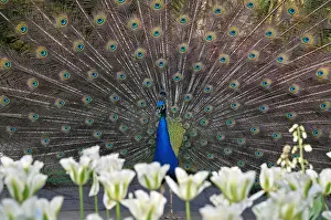 Nature Prints: A peacock displays his plumage as part of a courtship ritual to attract a mate