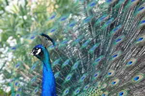 Nature Prints: A peacock displays his plumage as part of a courtship ritual to attract a mate