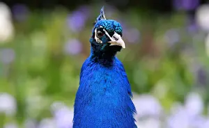 Images Dated 28th April 2018: A peacock walks amongst spring blooms in Holland Park in west London, Britain